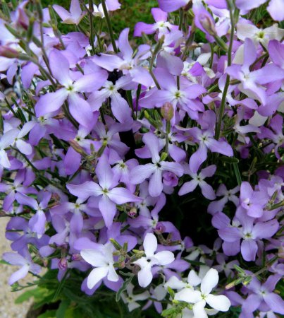 Mattiola bicorn de plantare, îngrijire și fotografie de flori de flori de gilly