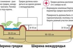 Metoda de plantare a varzei