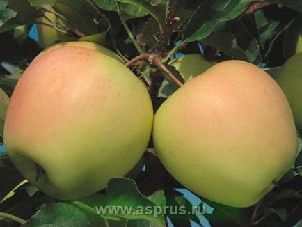 Метод закладки інтенсивного яблуневого саду, аппяпм