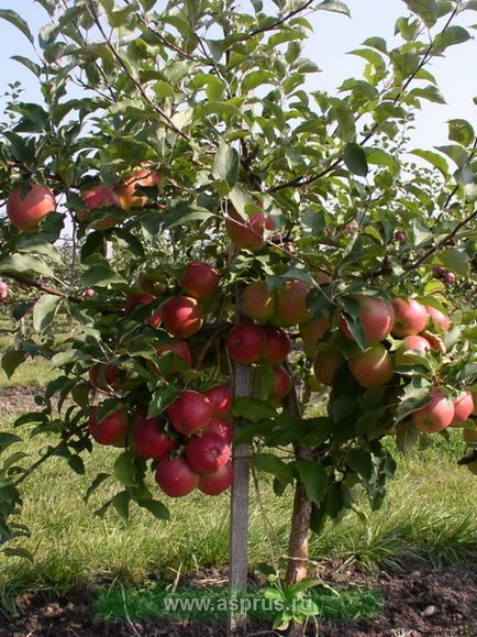 Метод закладки інтенсивного яблуневого саду, аппяпм