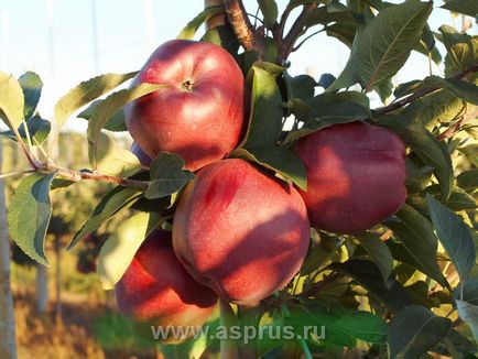 Метод закладки інтенсивного яблуневого саду, аппяпм