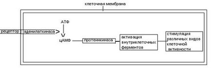 A hatásmechanizmusa hormonok