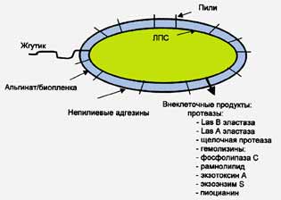 Мікроорганізми, токсини і епідемії глава 1