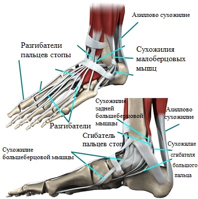 Deformarea în formă de ciocan a degetelor de la picioarele de la Moscova, operații ale degetelor în formă de ciocan