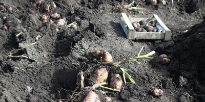 Чи можна садити надземні плоди картоплі відповіді експертів