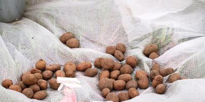 Este posibil să se planteze fructele de suprafață din răspunsurile de cartofi ale experților