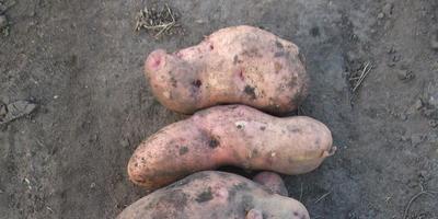 Чи можна садити надземні плоди картоплі відповіді експертів