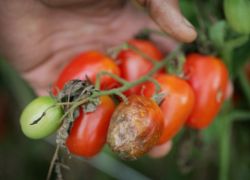 Remedii populare pentru Phytophthora pe tomate