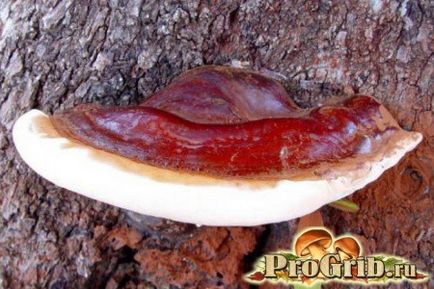 Tinctura de ciuperci Reishi