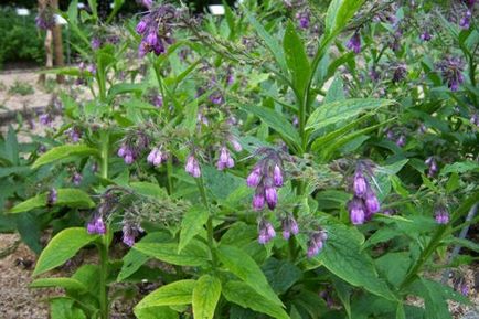 подготовка Comfrey тинктура рецепта и прилагане