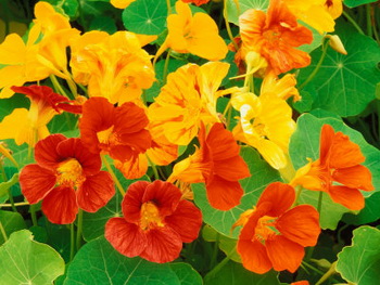 Nasturtium - cultivarea nasturțiului - alăptarea și transplantarea nasturțiului