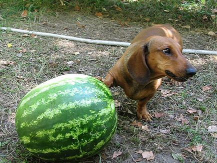 Malnutriție și lăcomie la câini, site-ul dachshund