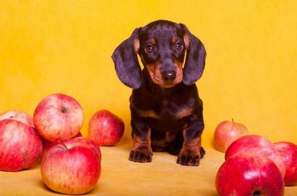 Malnutriție și lăcomie la câini, site-ul dachshund