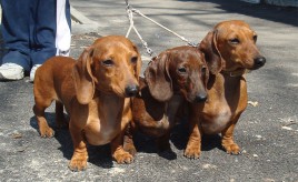 Malnutriție și lăcomie la câini, site-ul dachshund