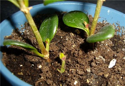 Нематантус - догляд за рослиною в домашніх умовах