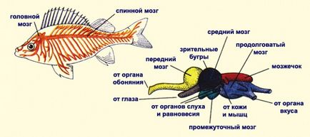 Sistemul nervos de pește