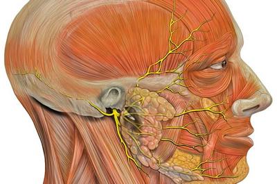 Neurologie, Jurnal de articole medicale 