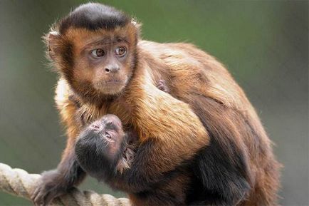 Maimuța capucină - viața mea