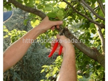 Tunderea pomilor fructiferi în timpul verii