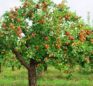 Обрізка яблунь влітку для початківців по місяцях в червні, в липні, в серпні