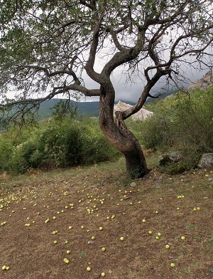Tunsul copacilor de măr în timpul verii pentru începători în lunile iunie, iulie, august