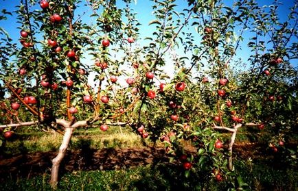 Tunsul copacilor de măr în timpul verii pentru începători în lunile iunie, iulie, august