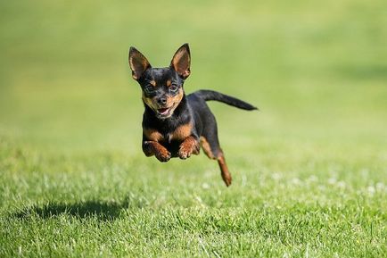 Privire de ansamblu a speciei pinscher de pisici de rasă, conținut și fotografii ale animalelor de companie