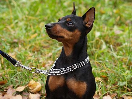 Преглед на порода куче миниатюрни видове пинчер, съдържание и снимки на домашни любимци