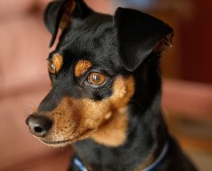 Огляд породи собаки карликовий пінчер види, зміст і фото домашніх вихованців