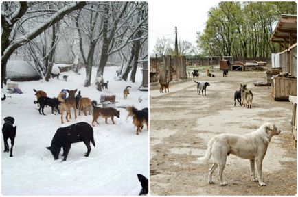 Privire de ansamblu asupra celor trei adăposturi de animale din Kiev