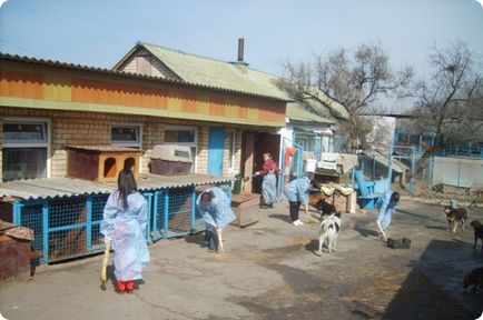 Privire de ansamblu asupra celor trei adăposturi de animale din Kiev