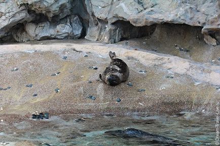 Ocean park в Гонконзі - як дістатися до Оушен парку, ocean park на мапі