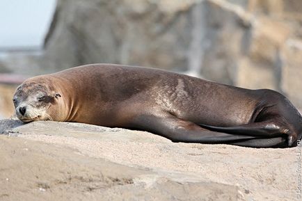 Ocean park в Гонконзі - як дістатися до Оушен парку, ocean park на мапі