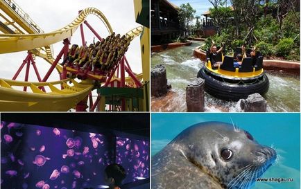 Ocean park в Гонконзі (океанаріум, панди і багато іншого)