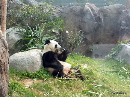 Parcul de agrement din Hong Kong (acvariu, panda și multe altele)