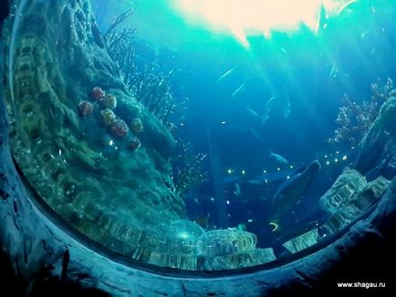 Ocean park в Гонконзі (океанаріум, панди і багато іншого)