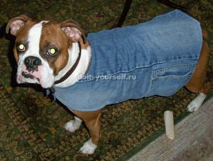 Одяг для собаки зі старих джинсів і шарфика, мої собаки