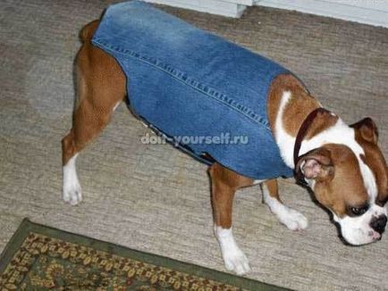 Одяг для собаки зі старих джинсів і шарфика, мої собаки