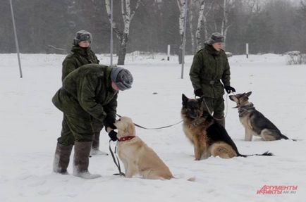 Один день із службовою собакою