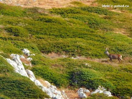 Excursie de o zi la chatyr-dag, călătorie și turism