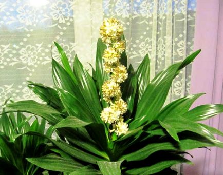 Leírása és szabályai ellátás illatos dracaena (levélhosszúságot ig) Leírása és szabályai ellátás illatos dracaena