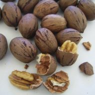 Pecan pecan, soiuri, plantare, reproducere