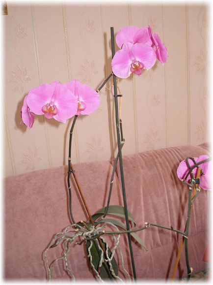 Phalaenopsis Orchid - îngrijire la domiciliu, fotografii, dăunători și dificultăți în îngrijire