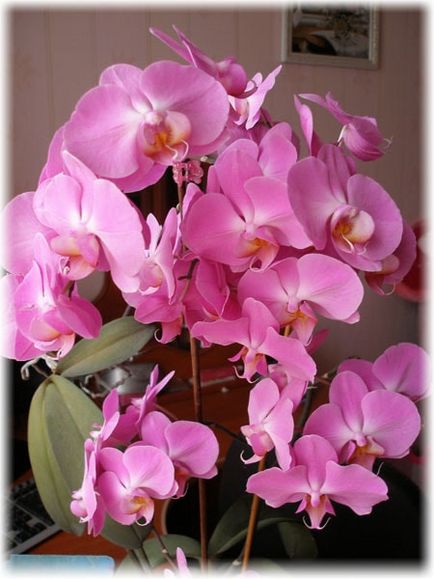 Orchid phalaenopsis - ellátás az otthoni, fotók, kártevők és nehézségi ellátás