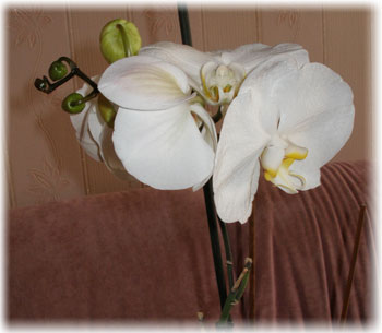 Phalaenopsis Orchid - îngrijire la domiciliu, fotografii, dăunători și dificultăți în îngrijire