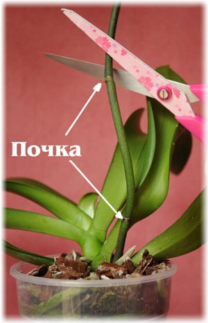 Orchid phalaenopsis - ellátás az otthoni, fotók, kártevők és nehézségi ellátás