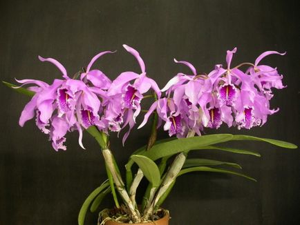 Cattleya Orchid