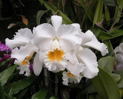 Orchid Cattleya