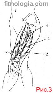 Principalele mușchi ale picioarelor, brațelor, pieptului, presei, înapoi
