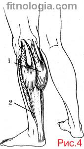 Основні м'язи людини ніг, рук, грудей, преса, спини